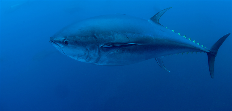 BAKAN YUMAKLI: "MAVİ YÜZGEÇLİ ORKİNOS KOTASI 3 BİN 95 TONA YÜKSELDİ