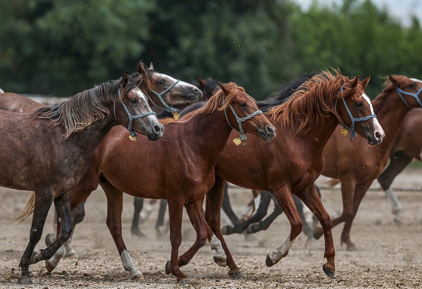 Bursa’da Şampiyonlar Doğuyor: Karacabey Harasında 154 Tay Bekleniyor
