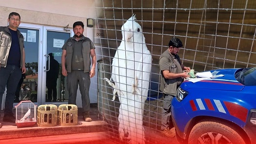   Antalya’da kafesteki keklik ve papağanlara el konuldu: Yasal süreç başlatıldı