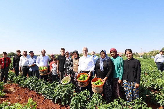 ŞAHİNBEY’DEN ÇİFTÇİLERE 53 MİLYONDAN FAZLA FİDE DESTEĞİ