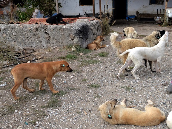 Sivas Şarkışla’da bir baba, 14 yaşındaki kızına ve kendisine saldıran sokak köpeklerinden 4’ünü silahla vurarak öldürdü.