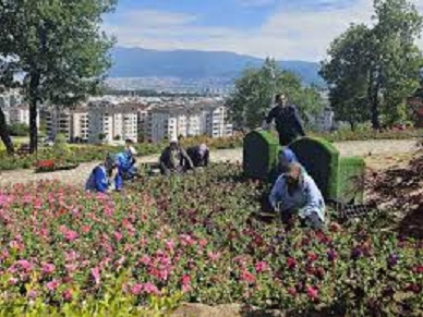  Osmangazi Belediyesi, yaz aylarında 338 bin çiçeği toprakla buluşturup ilçenin güzelliğine güzellik katmaya devam ediyor.