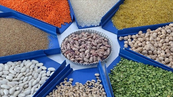 Güneydoğu&rsquo;dan Afrika’ya Hububat İhracatı Yüzde 32,9 Arttı