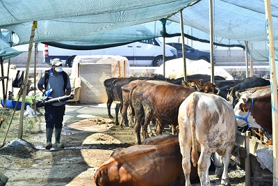 Kurban satış yerleri ilaçlanıyor