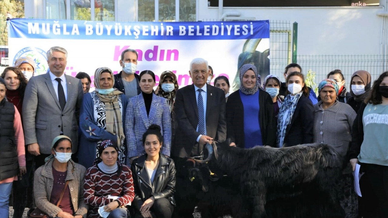 Muğla Büyükşehir Belediyesi Yatağan’da Kıl Keçisi Dağıtıyor