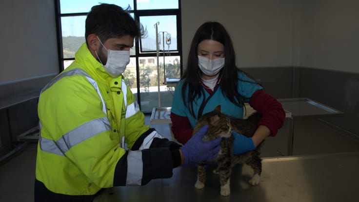 Enkazdan kurtarılan hayvanlar İzmir’e getirildi